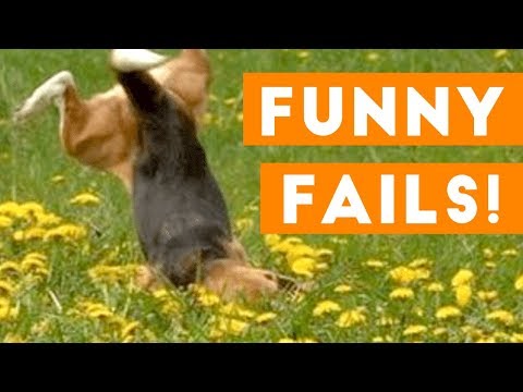 Funniest Pet Fails Compilation September 2018 | Funny Pet Videos