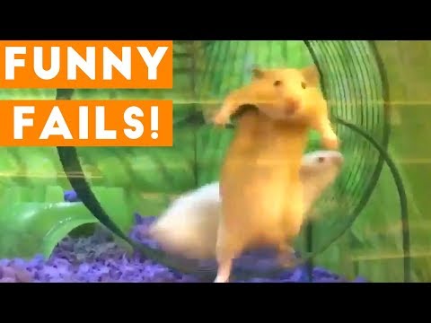 Funniest Animal Fails January 2018 Compilation | Funny Pet Videos