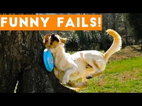 TRY NOT to LAUGH Animals FUNNY PET FAILS Compilation  2018 | Epic Pet Videos & Moments