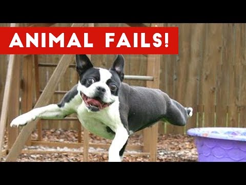 Funniest Animal Fails May 2017 Compilation | Funny Pet Videos