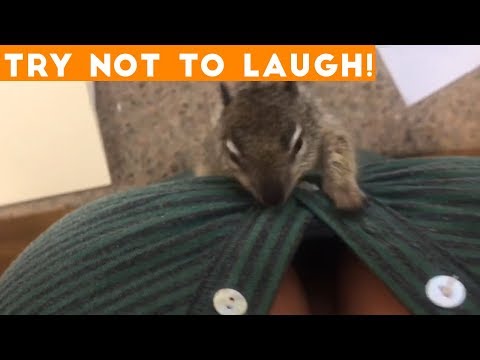 TOP 100 FUNNY ANIMALS of 2018 | Try Not To Laugh Challenge March / April | Funniest Pet Videos