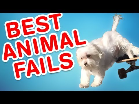 Best Animal Fails | Funny Fail Compilation