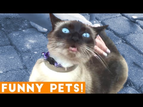 Funniest Pets & Animals of the Week Compilation May 2018 | Hilarious Try Not to Laugh Animals Fail