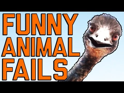 Funny Animal Fails: Just In Time For Election 2016 || Fail Army