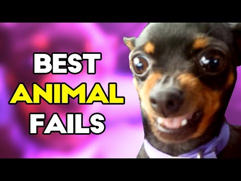 Best ANIMAL Fails of 2016 | Funny Fail Compilation