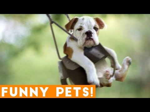 Funniest Pets & Animals of the Week Compilation July 2018 | Hilarious Try Not to Laugh Animals Fail