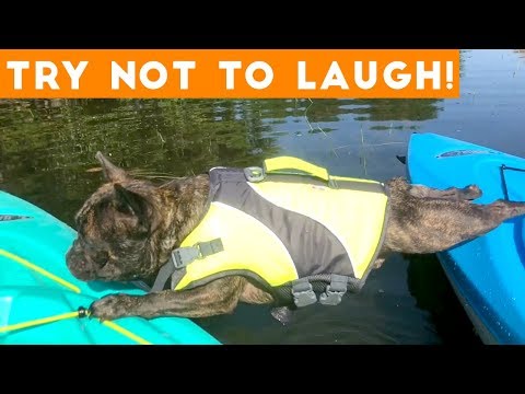 Try Not To Laugh Funniest Animal Compilation September  2018 | Funny Pet Videos