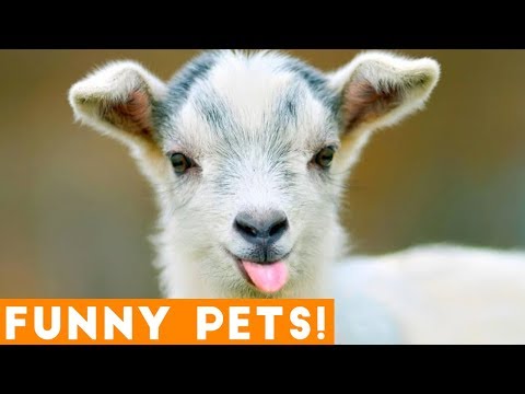 Funniest Pets & Animals of the Week Compilation June 2018 | Hilarious Try Not to Laugh Animals Fail
