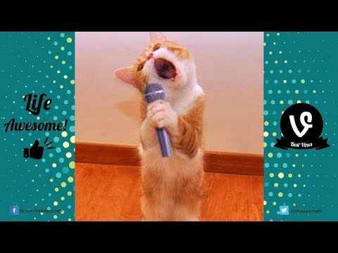 Try Not To Laugh Watching Funny Animals Compilation 2017 | Funny Animals Fails Vines 2017