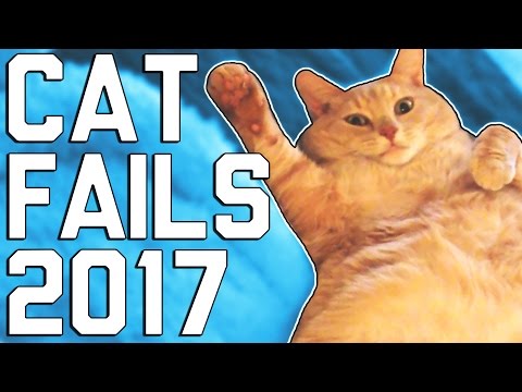 Hilarious Cat Fails (April 2017)