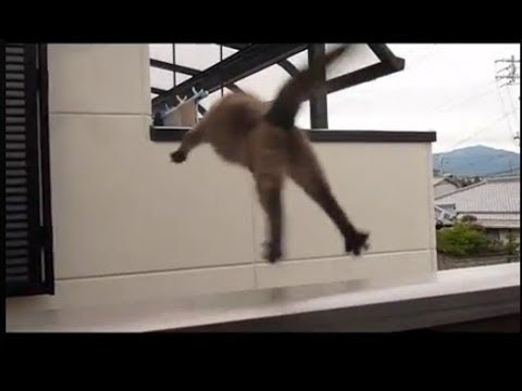 Hilarious Cat Jump Fails Compilation -2017