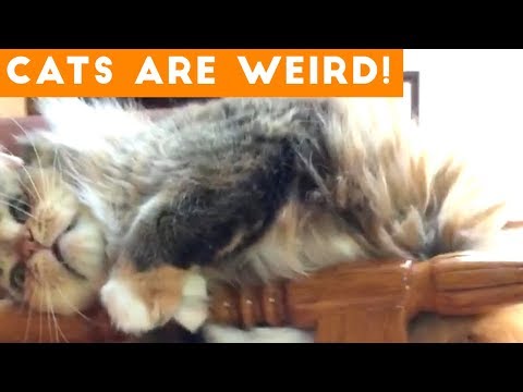 Cats are Weird | Silliest Cat Compilation 2018 | Funny Pet Videos