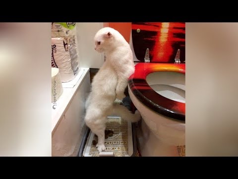 The FUNNIEST CAT videos - WATCHING WITHOUT LAUGHING is IMPOSSIBLE!