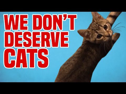 We Don't Deserve Cats | Funny Cat Fails