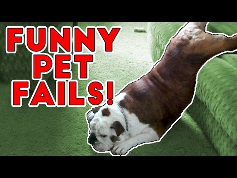 Hilarious Pet Fails 2017 | Funny Pet Videos