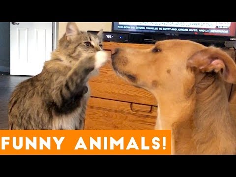 Funniest Pets & Animals of the Week Compilation November 2018 | Funny Pet Videos