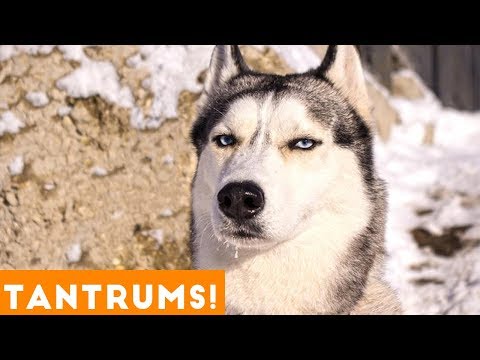 Funniest Pet Tantrum Compilation Ever October 2018 | Funny Pet Videos