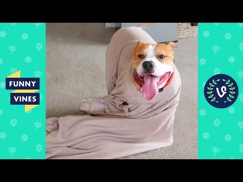 TRY NOT TO LAUGH - Best DOG FAIL Compilation | Funniest Pet Videos | Funny Vine May 2018