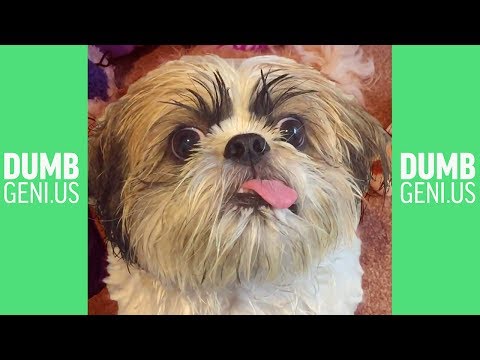 Funny Dumb Animal Fail Compilation 2017 | Best Pet Vines June 2017