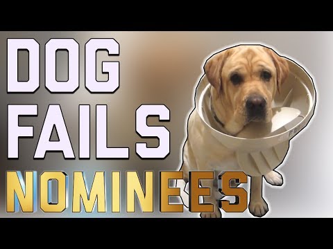 The Top 29 Dog Fails: FailArmy Hall of Fame (December 2017)