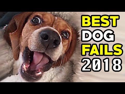 The Best Dog Fails of 2018 | Funny Fail Compilation of the Month October