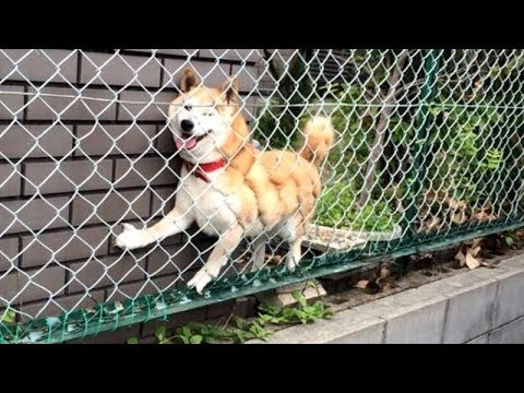 NOT THE SMARTEST DOGS doing DUMB THINGS - LAUGH at FUNNY DOGS compilation