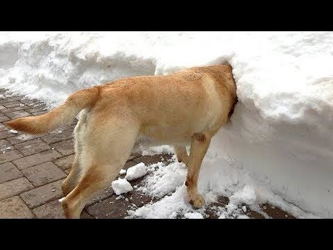 Can't STOP LAUGHING at Funny DOGS SNOW FAILS Compilation - Funniest Dog Videos