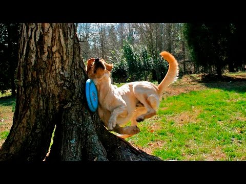 Dog Fetch Fails - Dogs Can't Catch And Fetch - Dog Fails Compilation