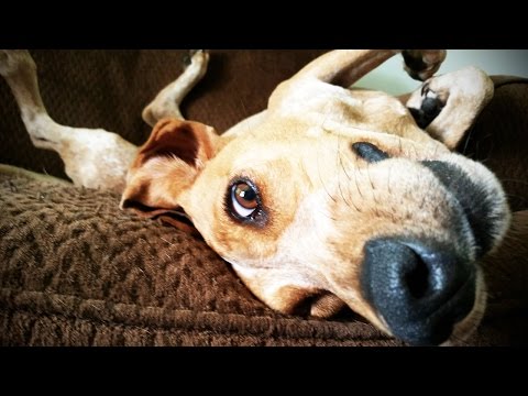 Dogs Who Fail At Being Dogs 😂 FUNNY DOGS COMPILATION [Funny Pets]