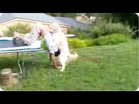 Trampoline Fail Excites Dog | #ThrowbackThursday