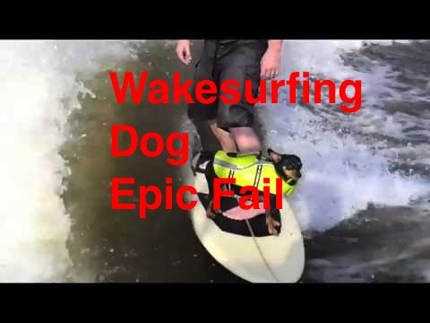 Wake Surfing Dog - Epic Fail - Funny Chihuahua on Surf board