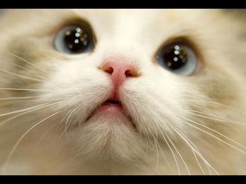 BEST 2 HOUR LONG FUNNY CAT COMPILATION - BIGGEST VIDEO of Funny Kitty Cat Fails & Kitten Moments