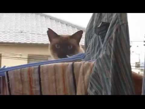 Cat Jumps Of The Roof Kitty Fail