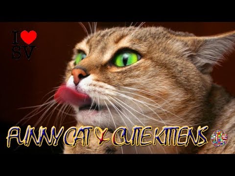The Funny Cat & Cute Kittens Fail Videos - Funny Kitty Cat Video Compilation [SV Life]