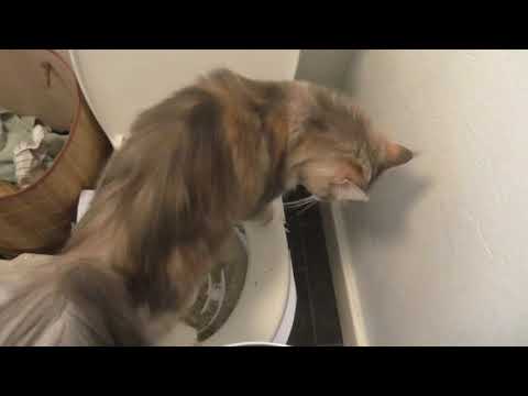 City kitty cat toilet training fail