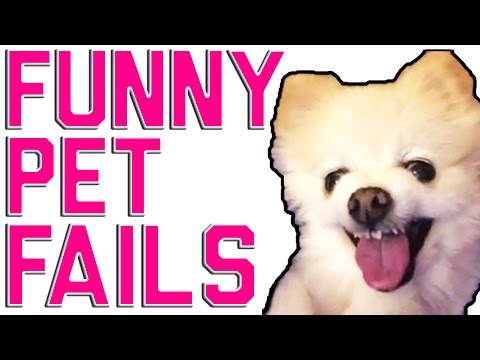 Funny Animal Fails | 2016 Animal Compilation from FailArmy
