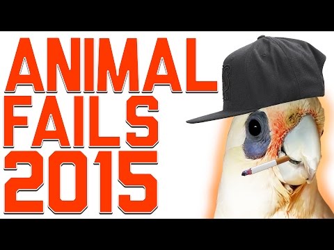 Funniest Animal Fails Compilation 2015 | FailArmy