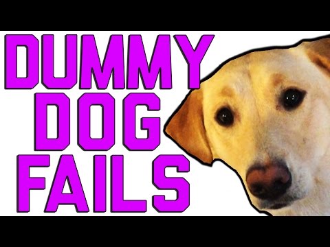 Dummy Dogs || "Dog Fails" By FailArmy