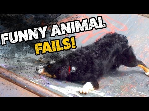 Funny Animal Fails | Cute Funny Pets Compilation | NOVEMBER 2018