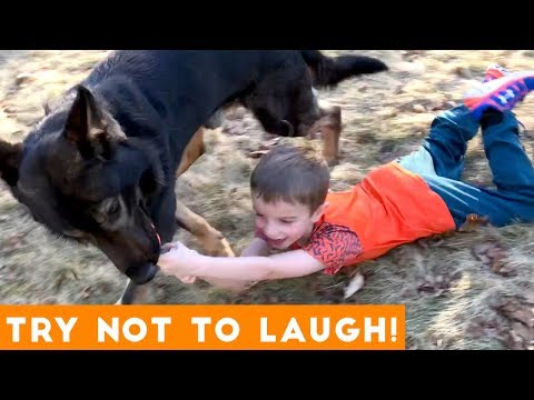 Try Not To Laugh Funniest Animal Compilation November 2018 | Funny Pet Videos