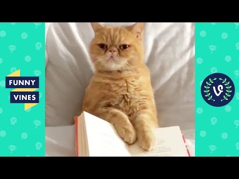 TRY NOT TO LAUGH - Funny Animal Videos | November 2018