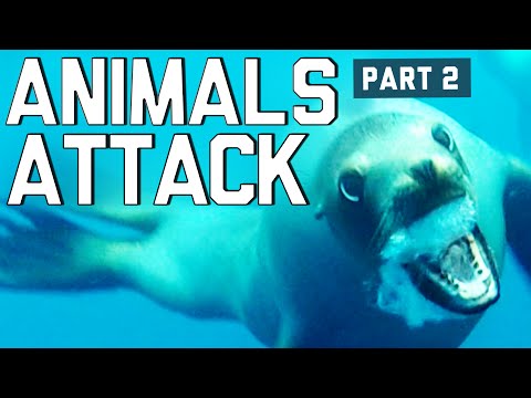 When Animals go crazy Compilation Part 2 by FailArmy