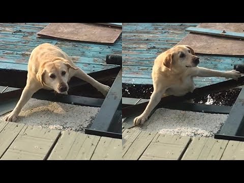 (20+ MINUTES) FUNNIEST Animal Fails Compilation August 2018 - Try Not To Laugh Or Grin Challenge