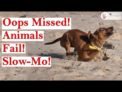 If you laugh you lose: Dumbest Animals Fail!!~ Slow-Mo Edition! || Fail Compilation 2018!