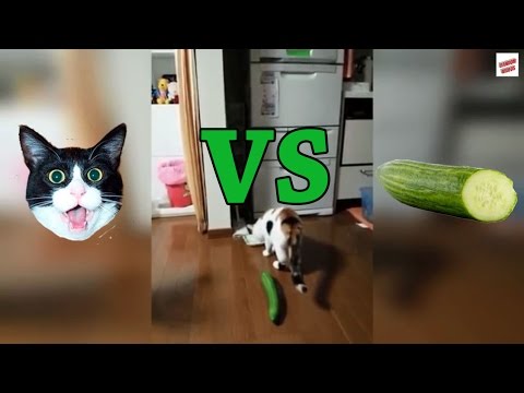 Cats vs Cucumbers Compilation