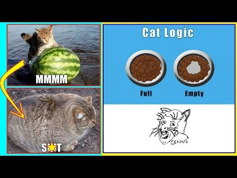 Hilarious Examples Of CAT Logic Fails (Ⓘ.Ⓘ)