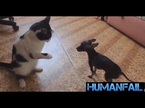 FUNNY DOG and CAT Videos Cats vs Dogs Compilation | by HumanFail