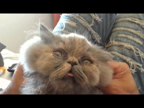 Funny Cats - Cat Fail Compilation 2015 - Funny Moments