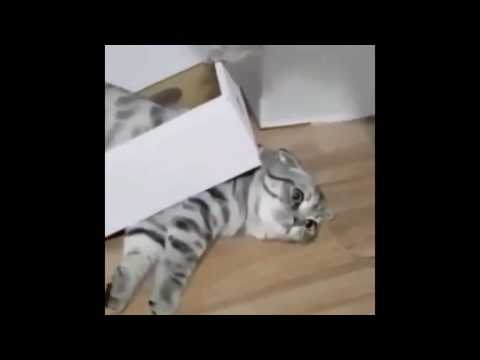 CAT fail sad