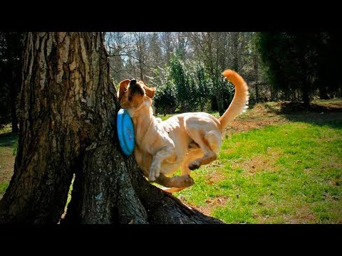 Funny Pets Fails 😂🐶 Funny Dogs Who Fail at Being Dogs (Part 2) [Funny Pets]